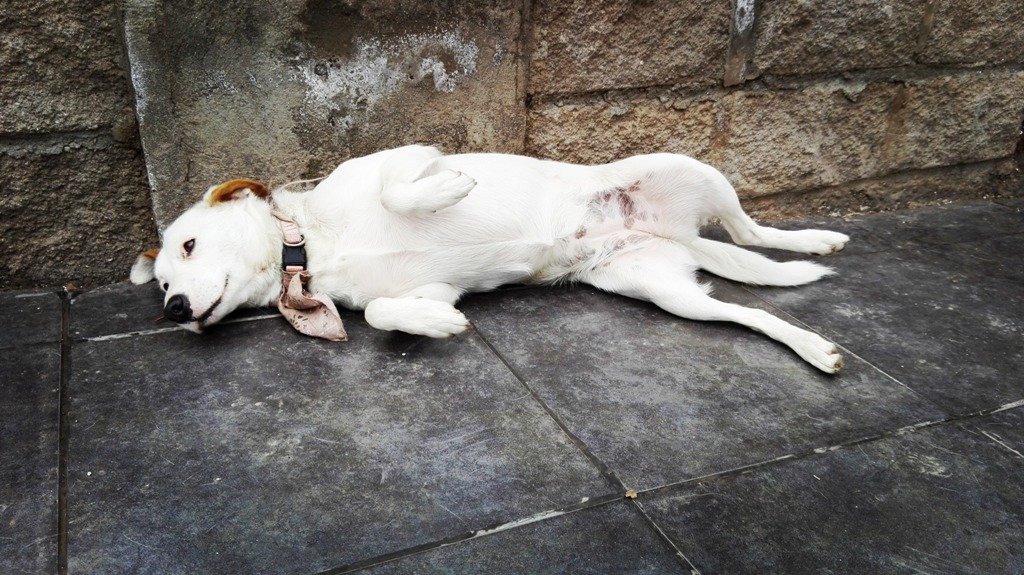 Pesar por muerte de perrita que pereció sofocada en un auto en Viña del Mar