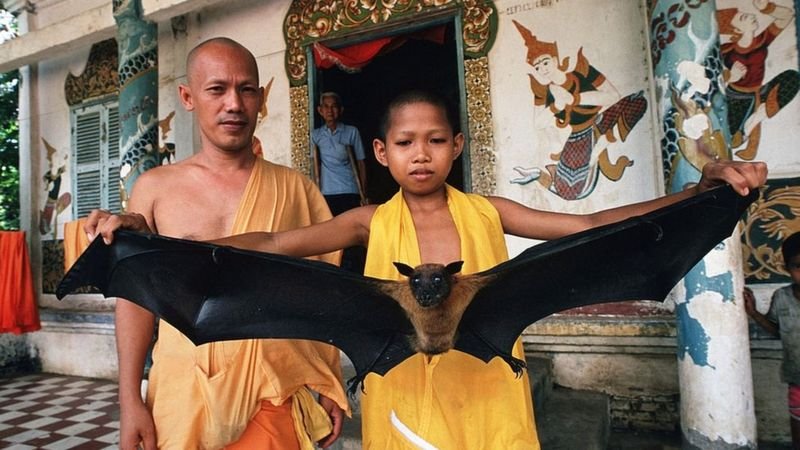 El otro virus que preocupa en Asia