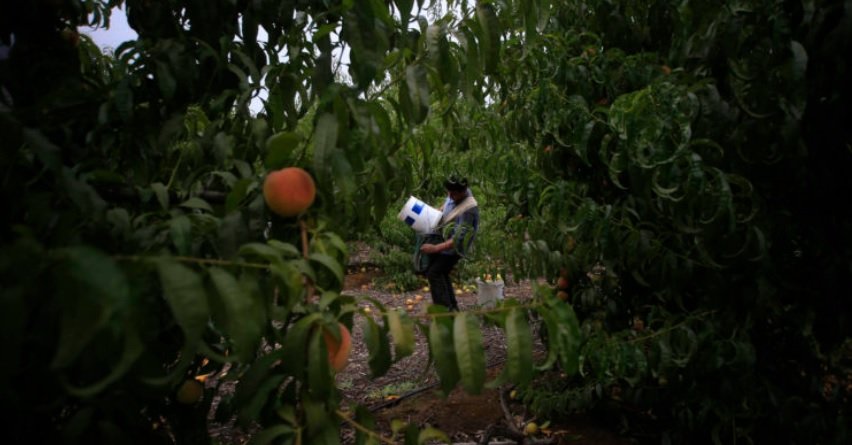 empleos sector agrícola