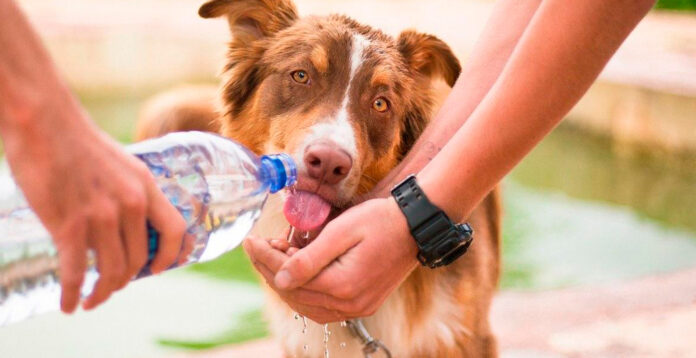 Protege a tus mascotas de la ola de calor