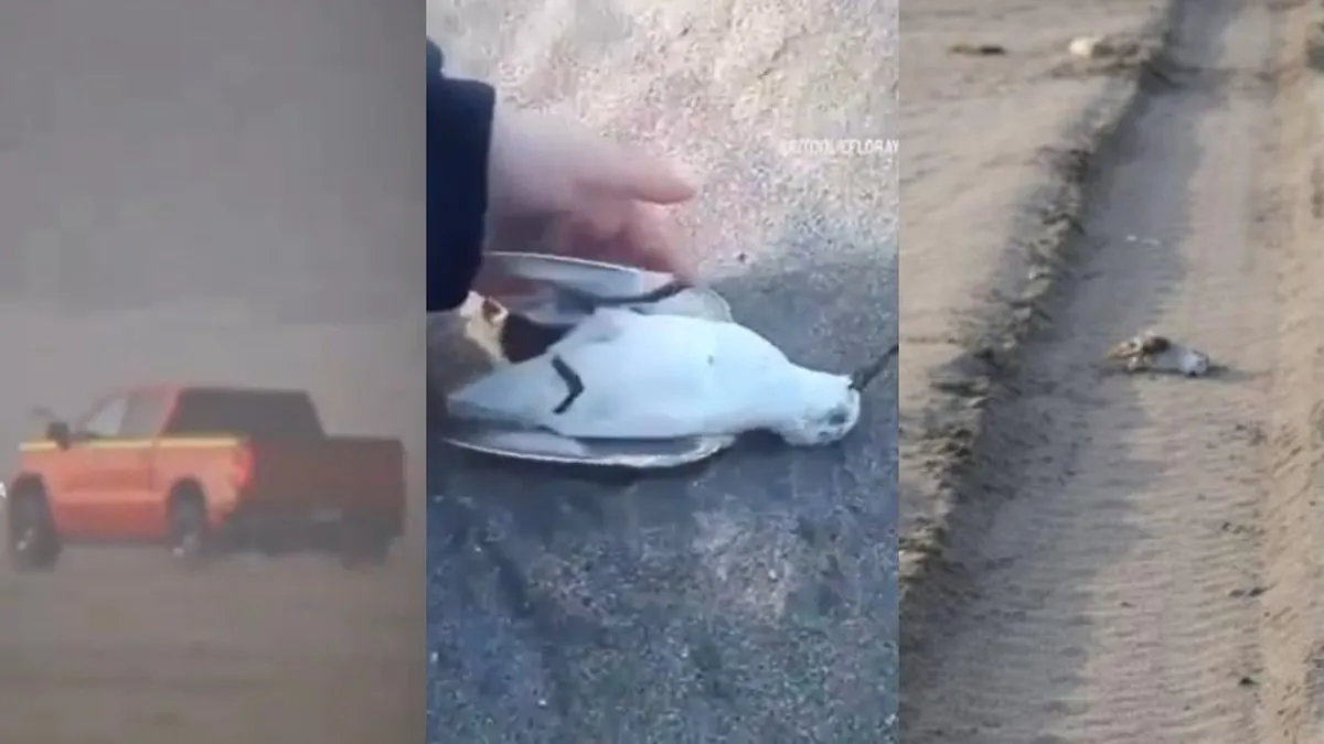 Conductor atropella aves en playa de Ritoque y genera indignación entre animalistas