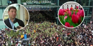 Falta de educación cívica: críticas a la organización del Día del Tulipán.