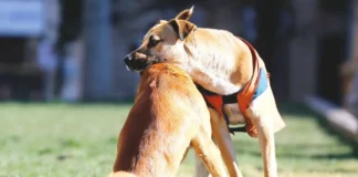 Tragedia en Punta Arenas: perrita muere por un disparo mientras jugaba en una parcela.