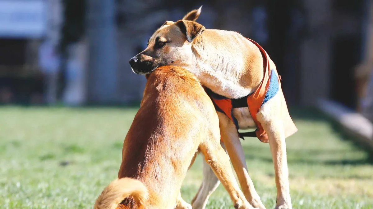 Asesinan a perrita de un disparo en Punta Arenas: la familia está devastada