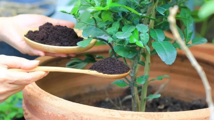 Fertiliza tus plantas en primavera con esta sencilla receta de cocina.