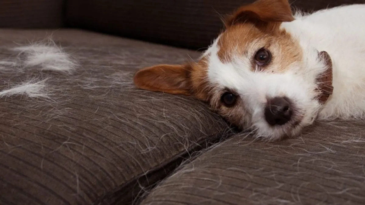 Descubre el truco de la abuela para eliminar pelos y pelusas sin gastar ni químicos.