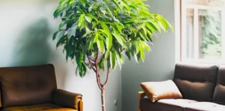 Descubre el ficus de hojas hermosas que está marcando tendencia en decoración.