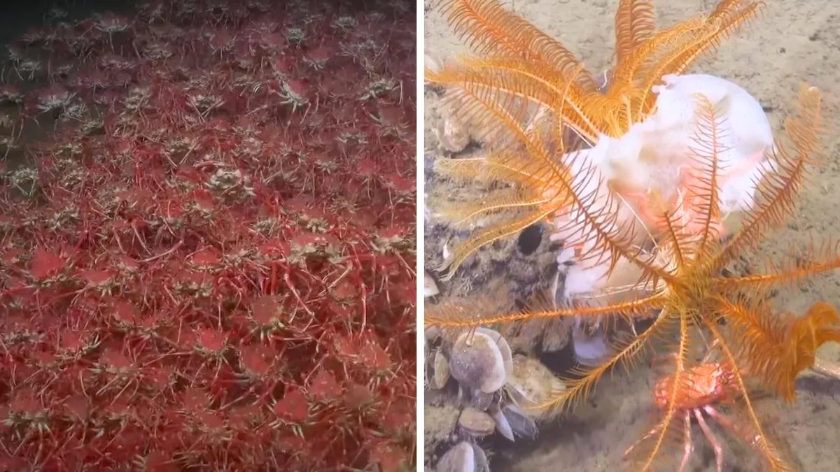 Descubren un ecosistema alienígena en el fondo marino de San Antonio, Chile