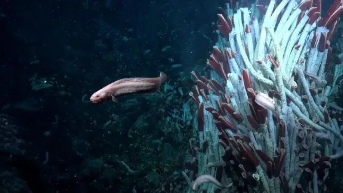 Gusanos gigantes revelan una vida animal desconocida en el lecho marino.