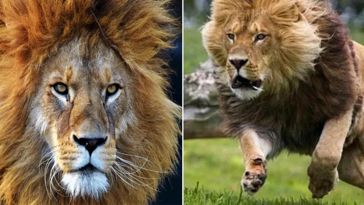 León escapa y ataca a su cuidador en un zoológico de Nigeria; el animal fue abatido.