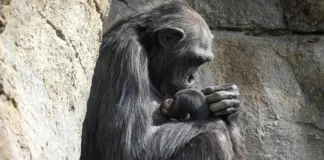 El emotivo adiós de Natalia: un abrazo eterno a su cría tras siete meses de duelo.