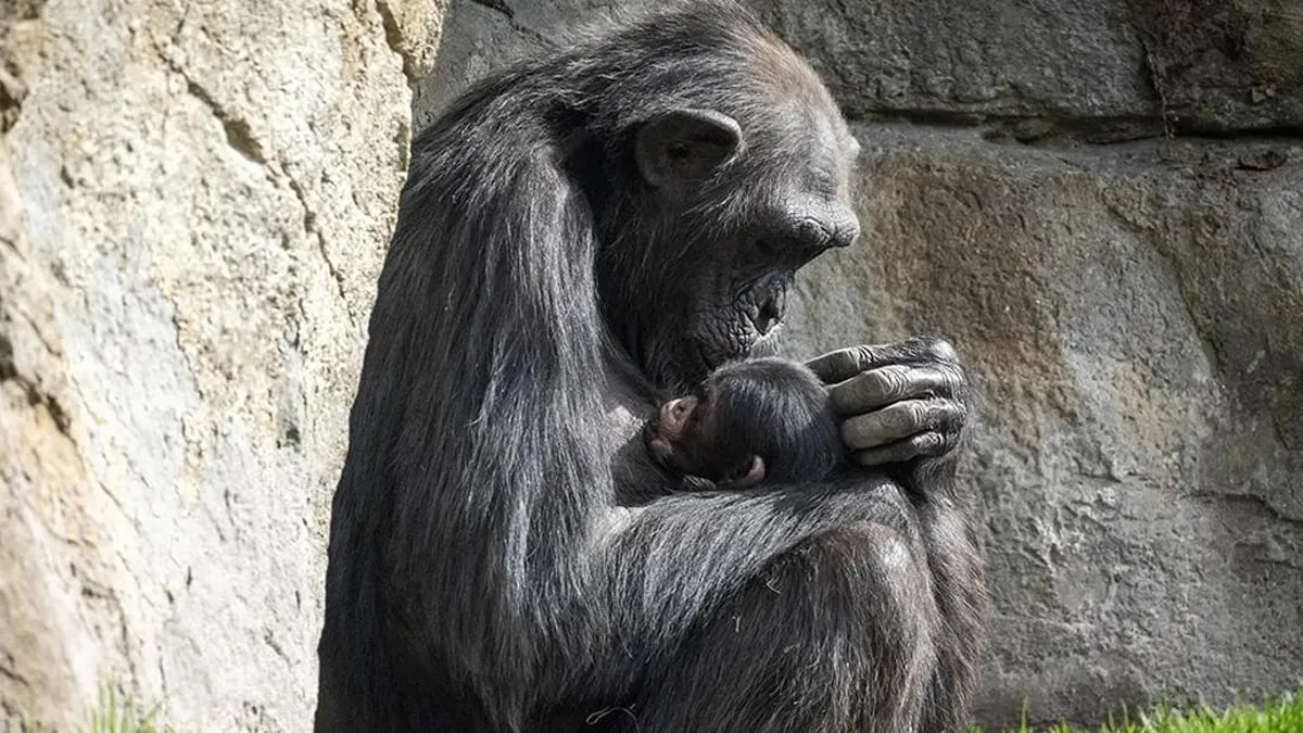 El emotivo adiós de Natalia: un abrazo eterno a su cría tras siete meses de duelo.