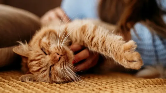 Descubre los sorprendentes beneficios de tener un gato como mascota.