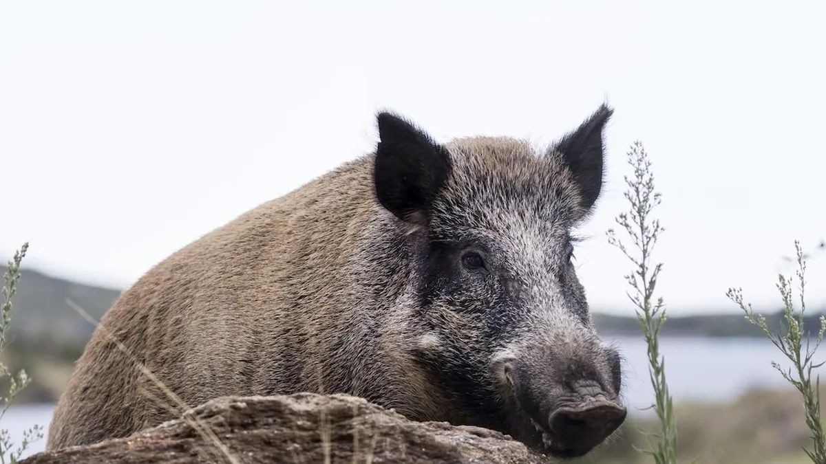Invasión de jabalíes en Argentina: impactos económicos y riesgos para la salud pública