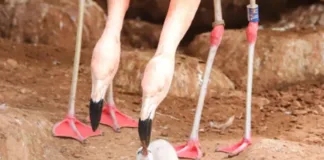 Flamencos alimentando a sus crías con una sustancia rosa