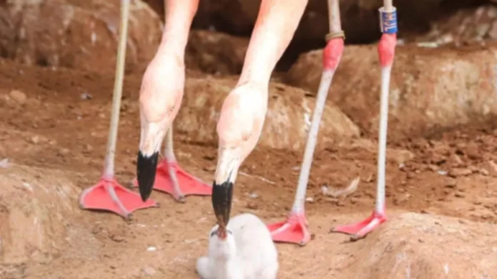 Flamencos alimentando a sus crías con una sustancia rosa