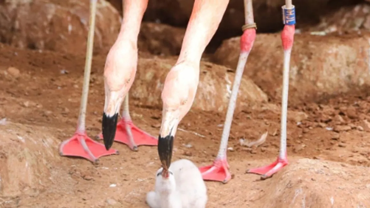 Flamencos: el sorprendente método de alimentación que asegura el crecimiento de sus crías
