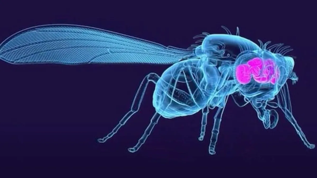 Científicos revelan el mapa cerebral de la mosca de la fruta y sus implicaciones humanas.