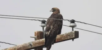 América Latina enfrenta una alarmante pérdida de biodiversidad que afecta a las aves.