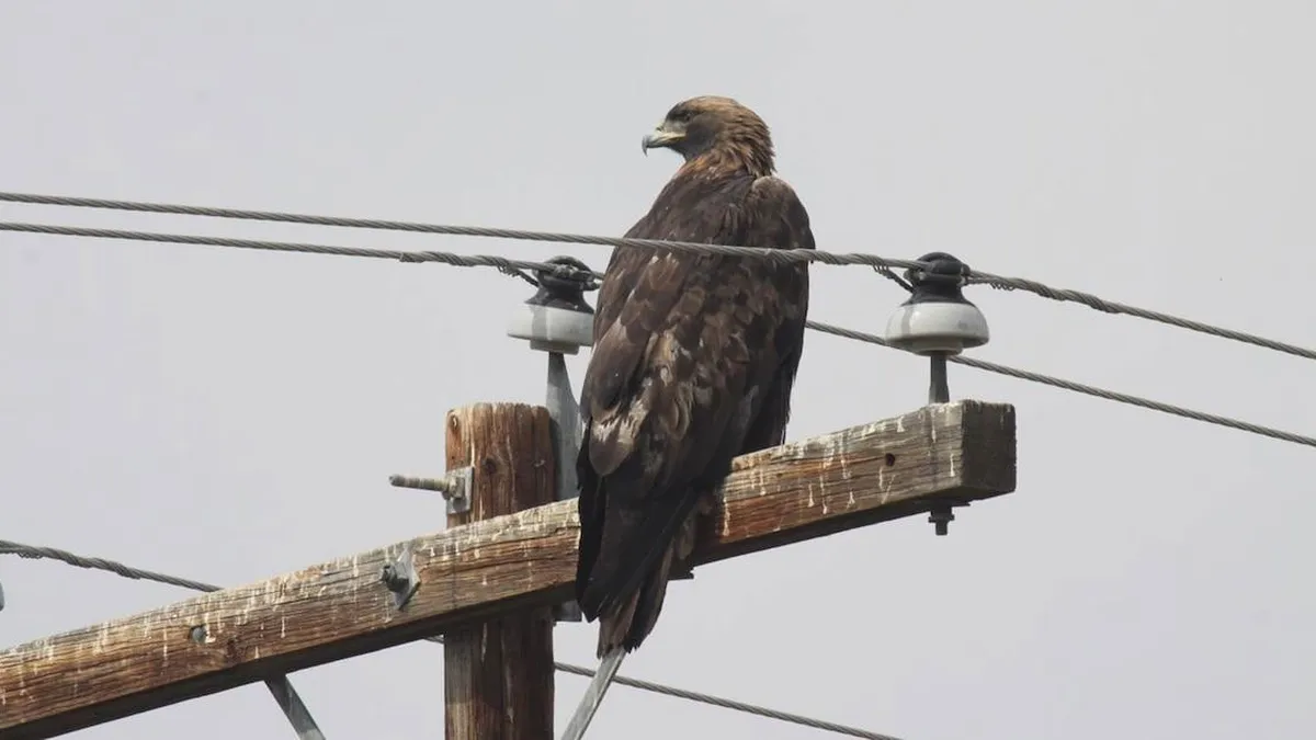 América Latina enfrenta una crisis de biodiversidad que amenaza a las aves migratorias
