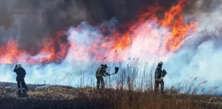 Incendios forestales en el oeste de EE. UU. amenazan a comunidades y ecosistemas.