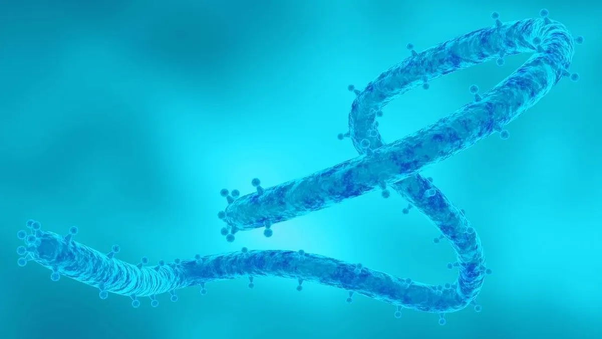 EE. UU. implementa controles de salud para viajeros de Ruanda ante brote de virus Marburgo