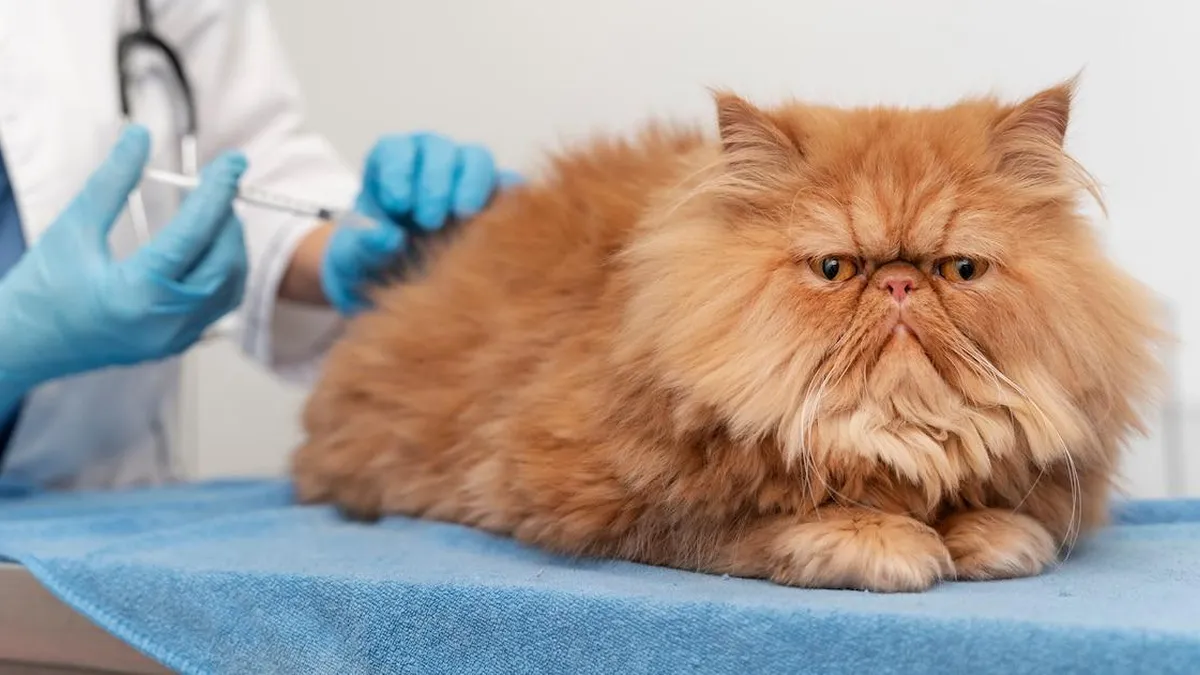 Prevención de la rabia: claves para proteger a tus mascotas y la salud pública