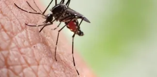 Mutaciones en mosquitos del dengue: resistencia a insecticidas en aumento.