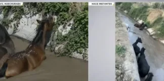 Siete caballos atrapados en un canal de regadío en Huechuraba.