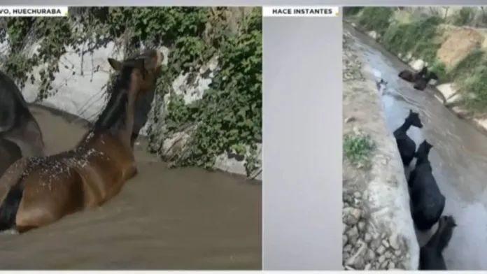 Siete caballos atrapados en un canal de regadío en Huechuraba.