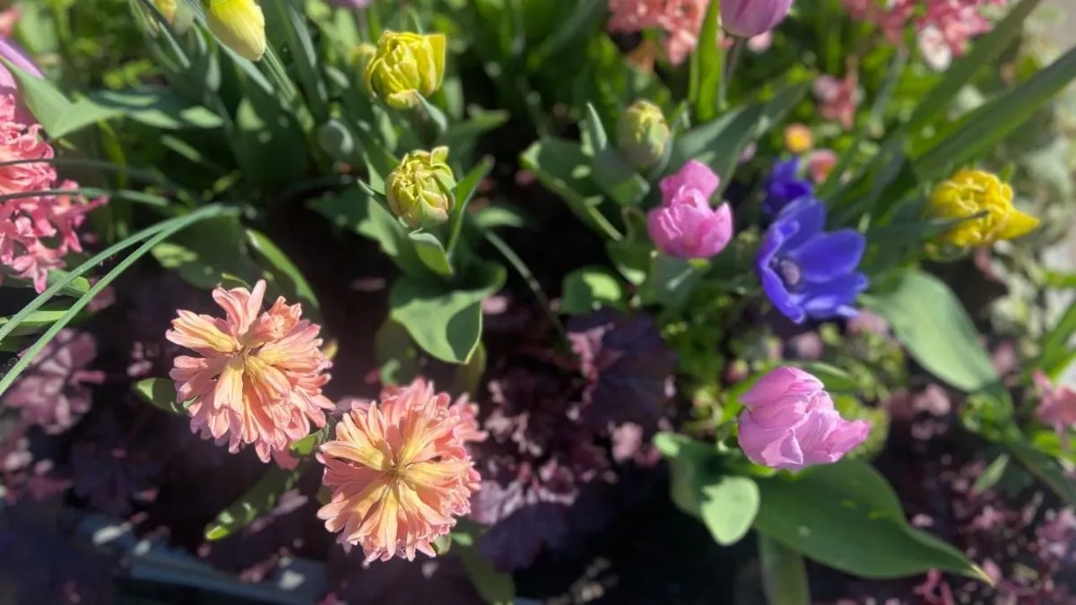 Descubre el sorprendente uso de la cerveza para mejorar tus plantas
