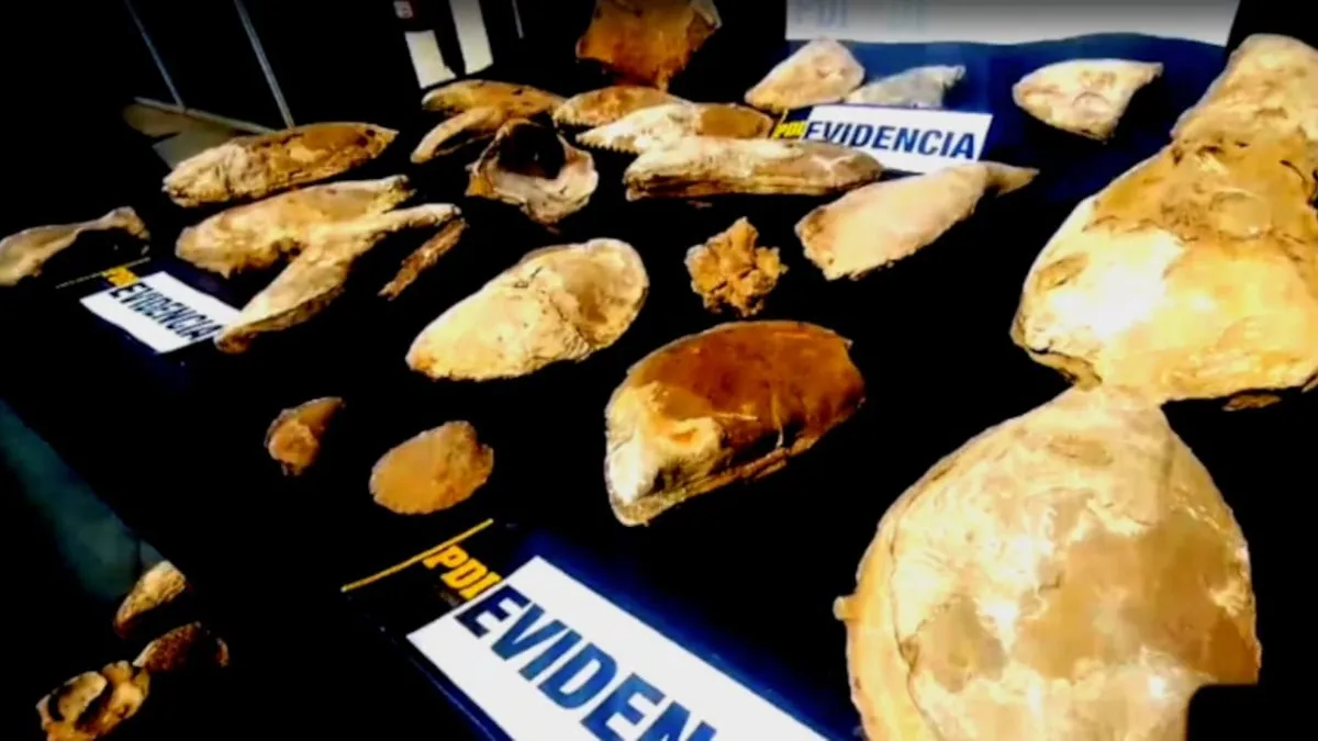 Detectives de la PDI incautan 150 fósiles usados como decoración en Coquimbo.