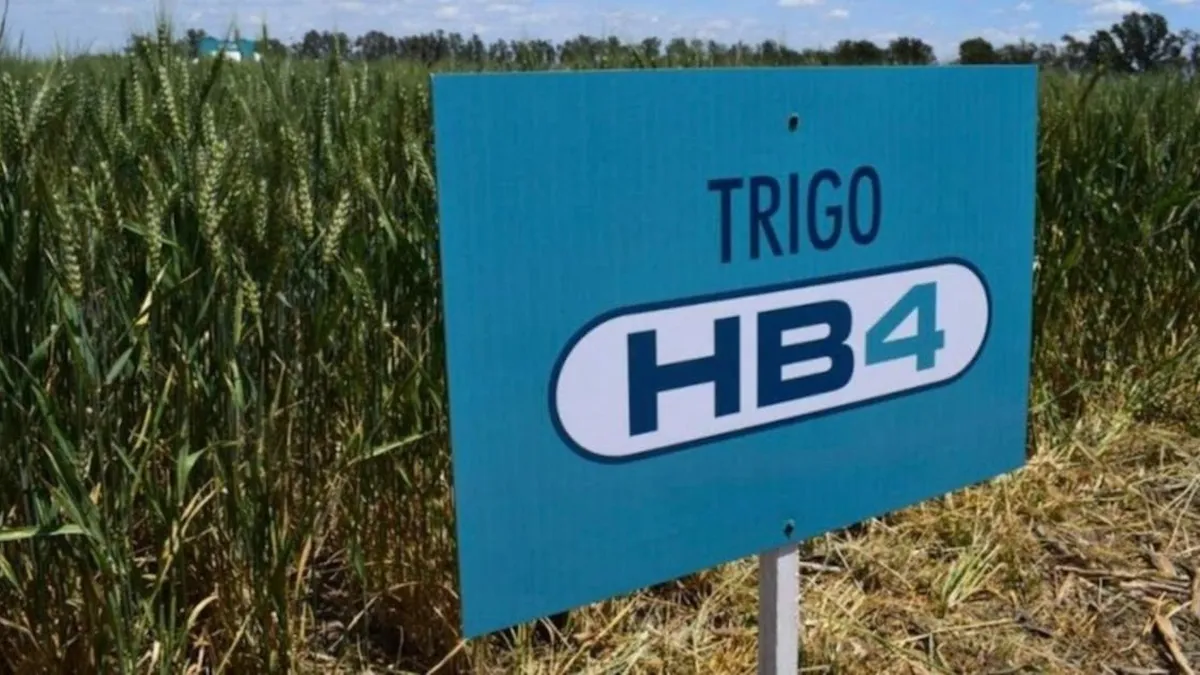 Este trigo innovador contribuye a combatir el calentamiento global.