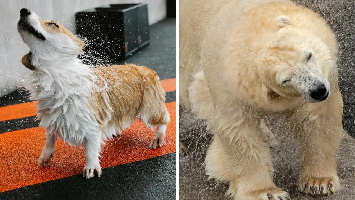 ¿Por qué los mamíferos se sacuden al mojarse? Un estudio revela un instinto protector oculto