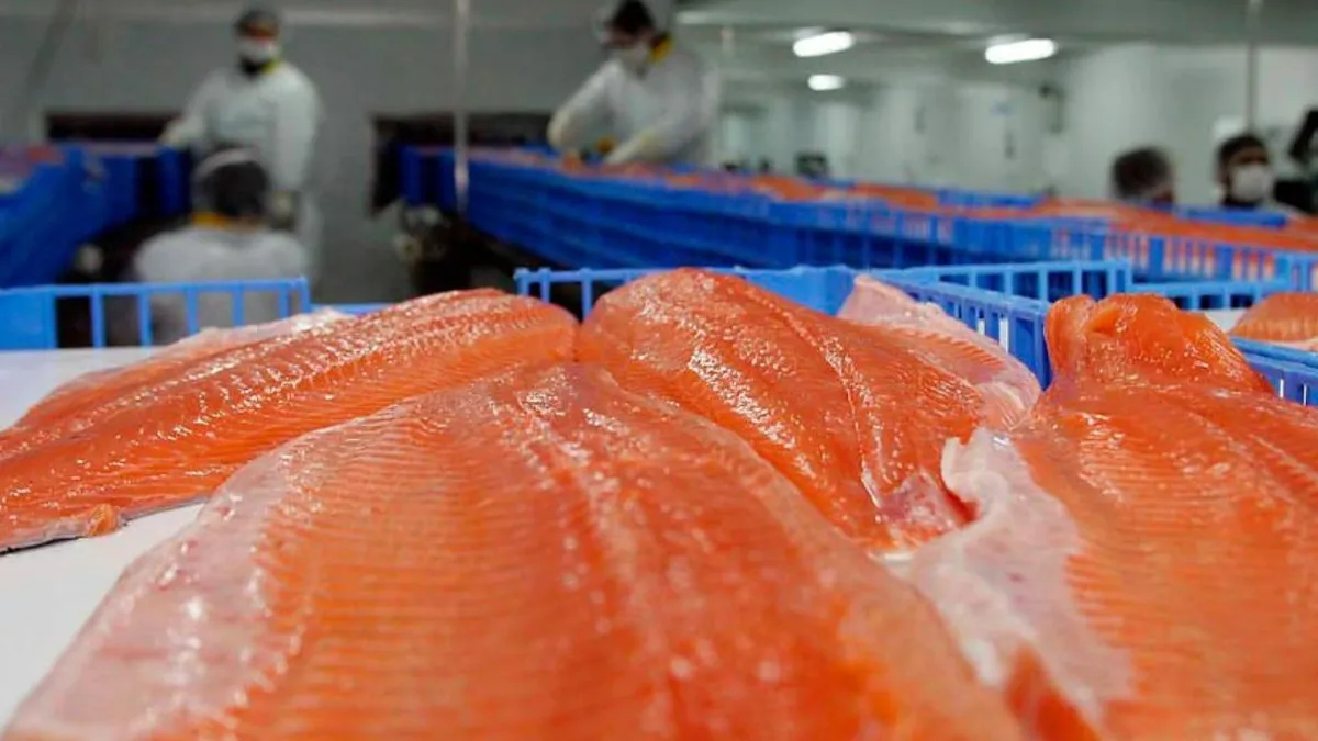 El Consejo del Salmón advierte sobre la alarmante baja en exportaciones marinas.