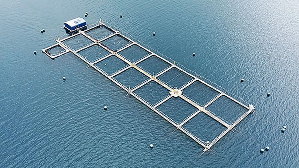 Salmoneros chilenos destacan el potencial de Brasil: “necesitamos seguir expandiendo el mercado”