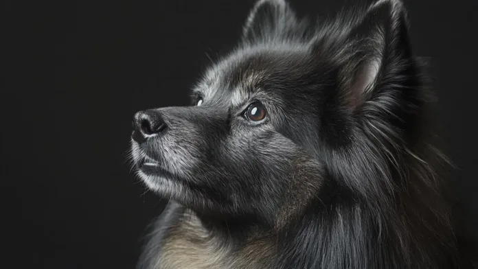 Descubre el Keeshond: su comportamiento y características esenciales.