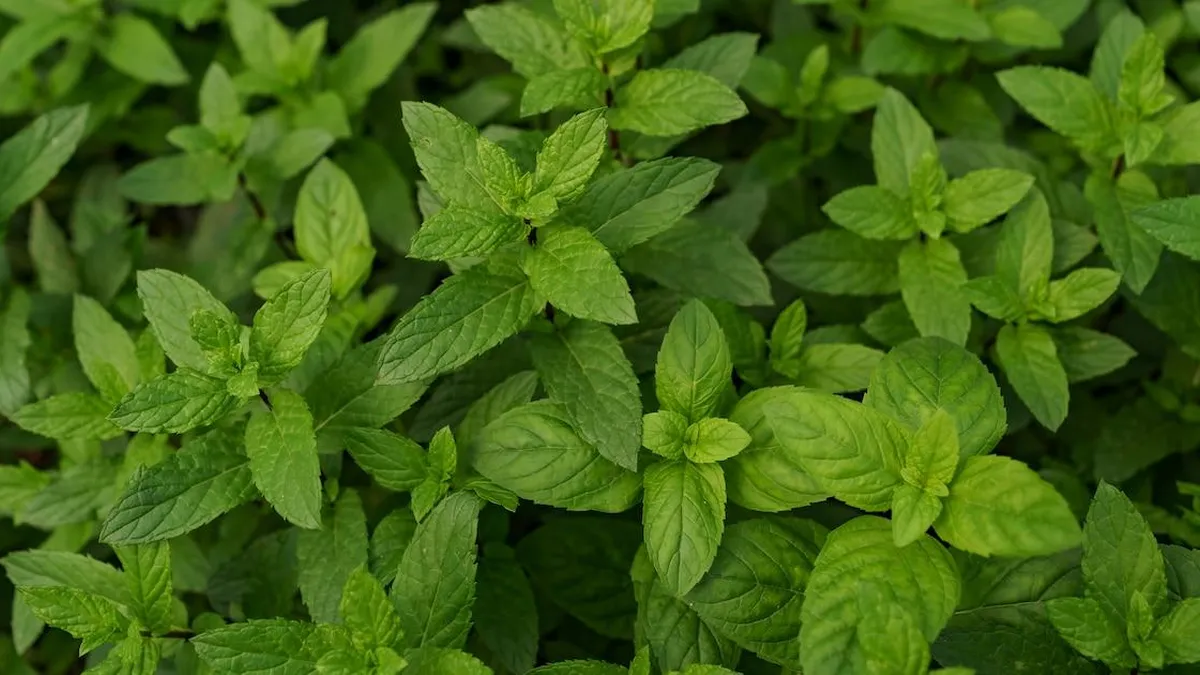 Menta: la planta que no solo aromatiza, sino que también repele mosquitos de forma natural