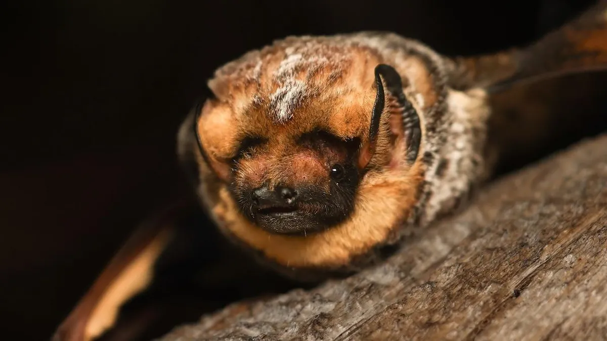 Hoary Potter, el murciélago que desafía estigmas y brilla en un concurso de belleza