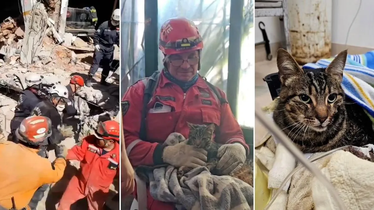 Rescate del gato de una víctima en el derrumbe del hotel Dubrovnik