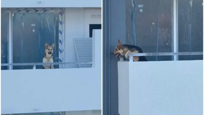 Emotivo rescate de un perrito deshidratado atrapado en un balcón en construcción.