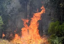 Evacuación preventiva en Villa Millantú por incendio forestal en O'Higgins.