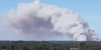 Alerta roja en Los Álamos: evacuan sector por incendio forestal.