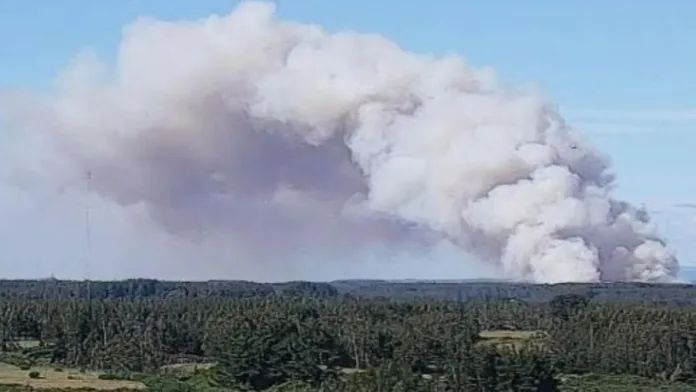 Alerta roja en Los Álamos: evacuan sector por incendio forestal.