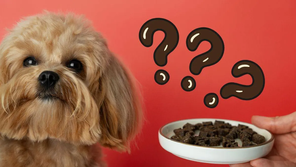 ¿Cuántas veces al día debe comer tu perro? Descubre lo que dicen los expertos
