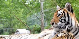 La gripe aviar afecta a grandes felinos en un santuario de Washington.