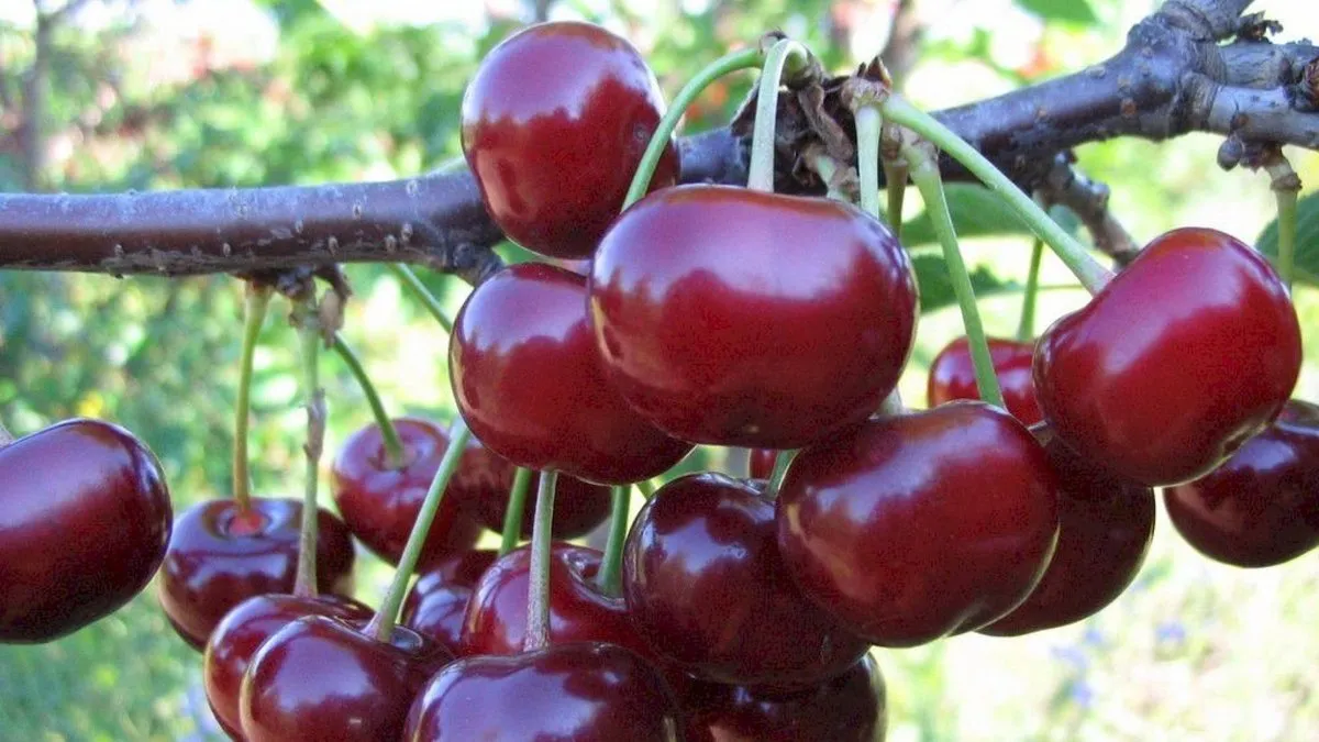 Cerezos en Valparaíso: ¿la nueva joya agrícola que transforma el mercado internacional?