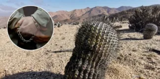 Italiano condenado por contrabando de cactus chilenos