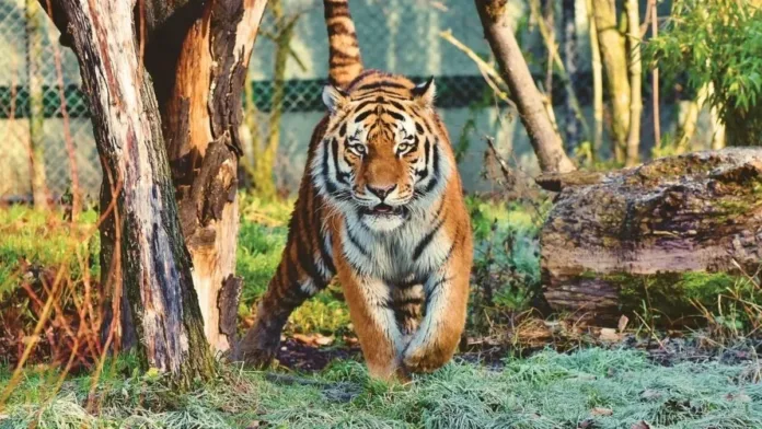 Tragedia en zoológico: un empleado muere tras ataque de un tigre en Rumania.