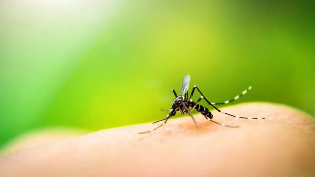 Descubre cómo hacer un repelente casero efectivo contra mosquitos con ingredientes naturales